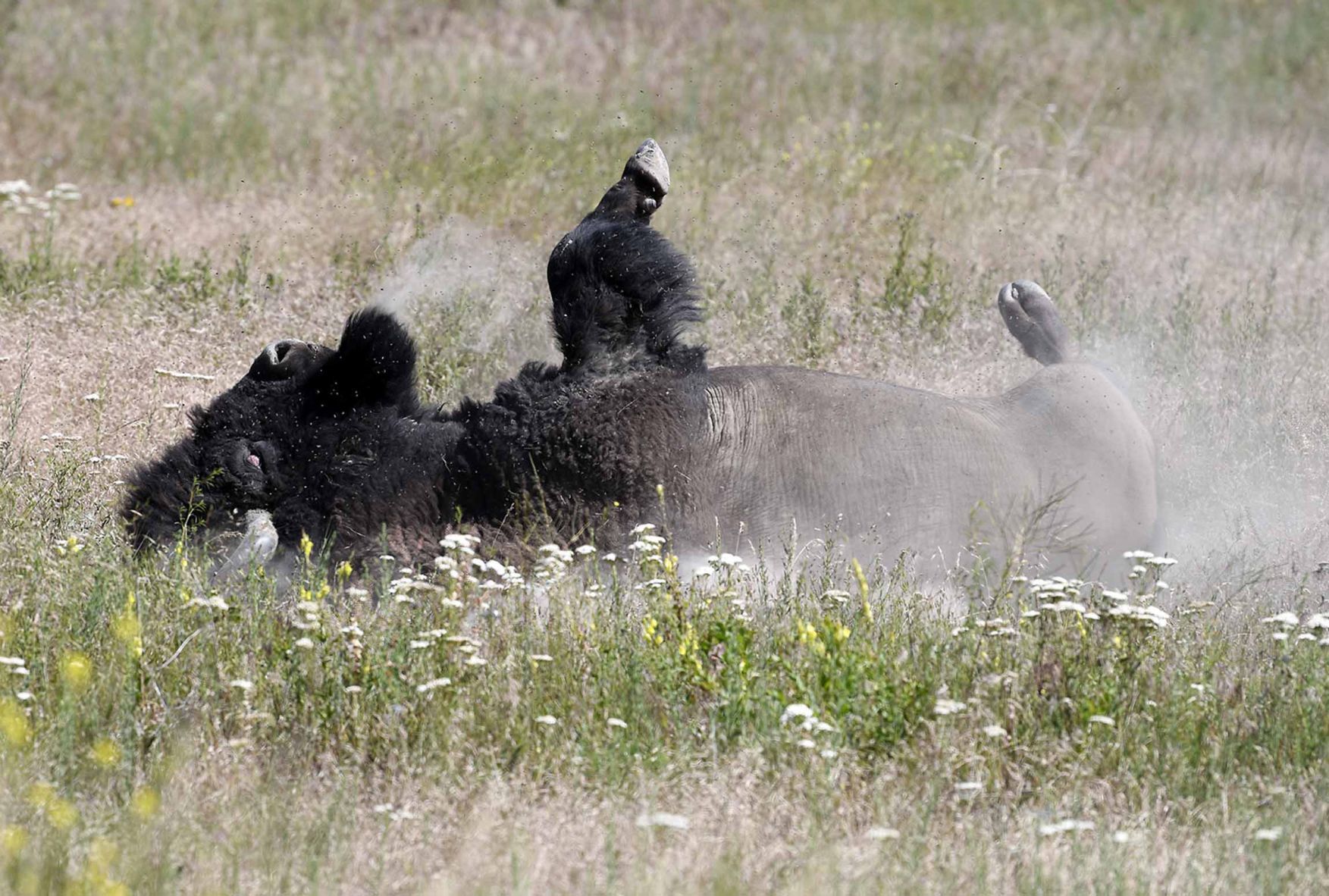 National Bison Range